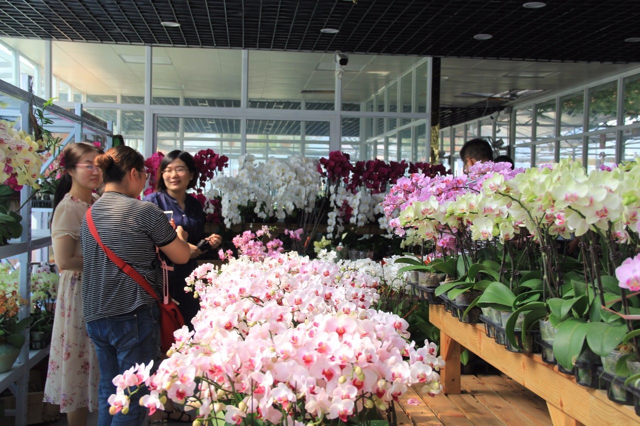 常州花卉批发市场在哪里