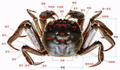 螃蟹名称