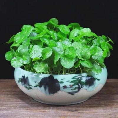 属龙摆放什么植物旺财