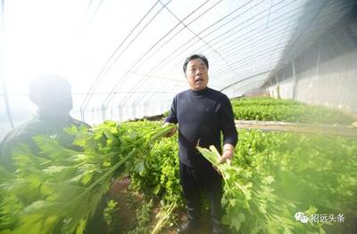绿色生态农业公司起名