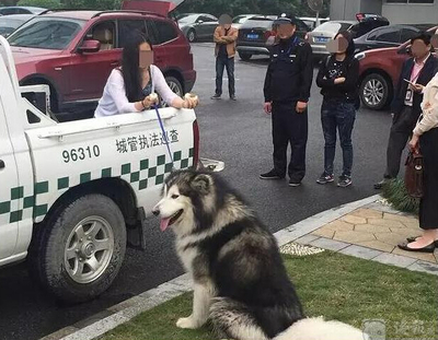 城管抓狗合法吗