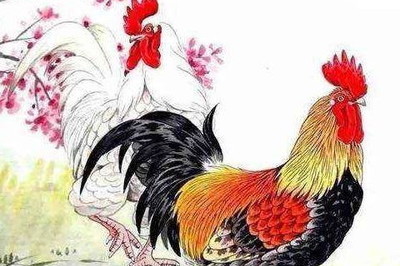 鸡与什么生肖相冲