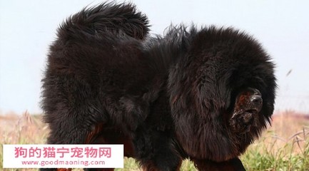 中国狗多少钱大型