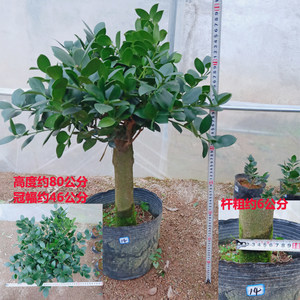 室内耐阴的盆景树桩