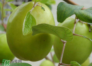 怀孕能吃青枣子吗