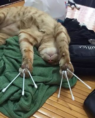 做梦打死猫是什么意思