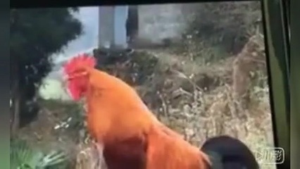 你认为这只公鸡怎么样