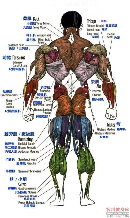muscle是几年级词汇