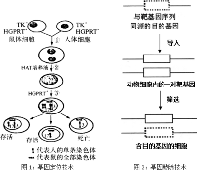 体细胞有多少基因