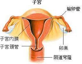 一个卵巢能排多少卵子