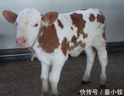 小牛犊拉稀怎么治疗