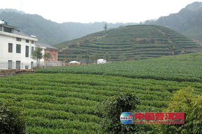 茶叶亩产