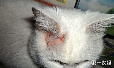 人长猫癣怎么治疗