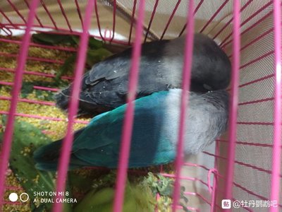 普兰黑头鹦鹉能长多少斤