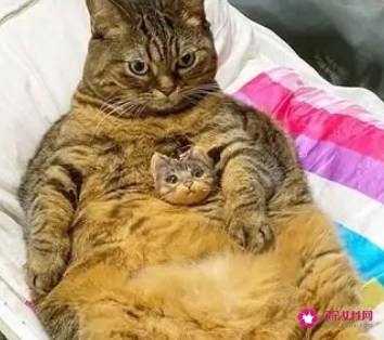 怀孕一个月会拉肚子吗