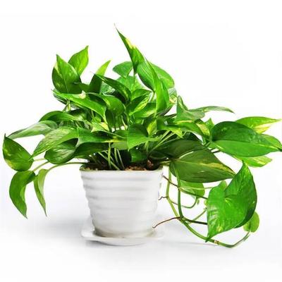 薄荷孕妇可以用吗