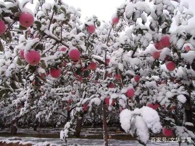 下雪的声音怎么形容