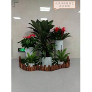 办公室绿植租赁租摆