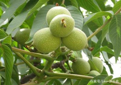 家里种核桃树好吗