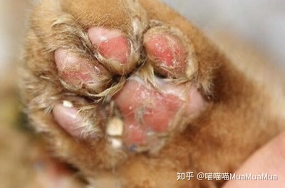 猫咪杯状病毒怎么治疗