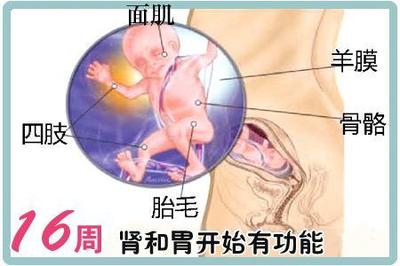 怀孕4个月宝宝多大