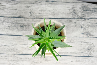 芦荟 厨房 风水知识