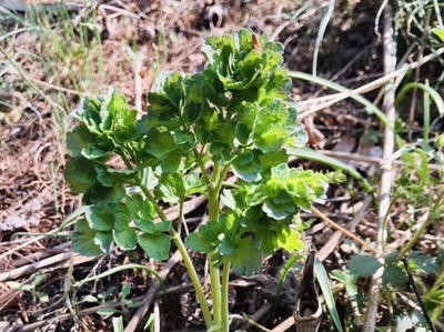 野菜的种类