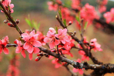 八字怎么看桃花