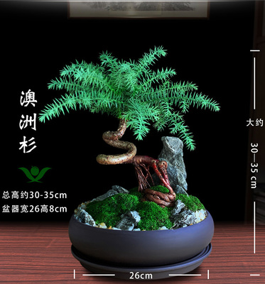 室内耐阴的盆景树桩