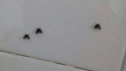 家里出现小黑虫