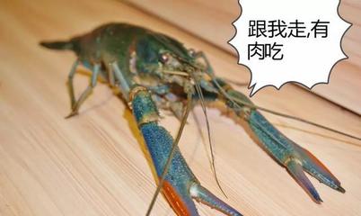 虾多大宝宝可以吃