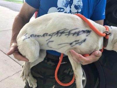 白狗起名