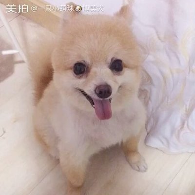 猪猪名字大全萌