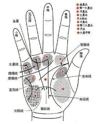 命运线止于智慧线