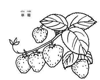 草莓的生长过程简笔画 (第1页)