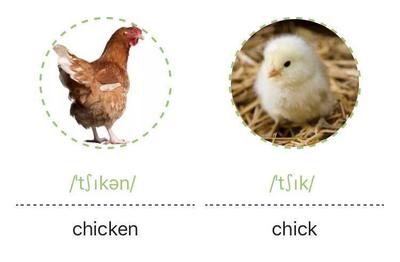 chicken读音相似的单词