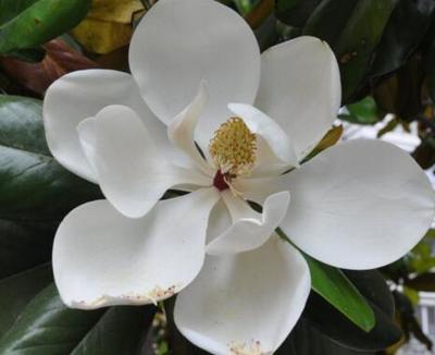 孕妇梦见白花