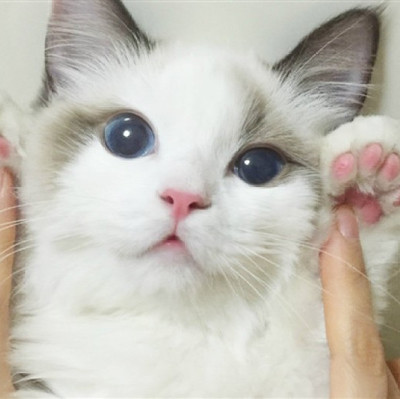 猫咪怀孕注意什么
