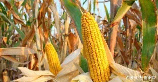 小麦和玉米哪个先被种植