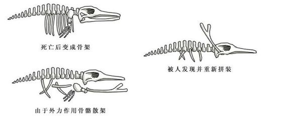 龙骨是什么动物的骨头