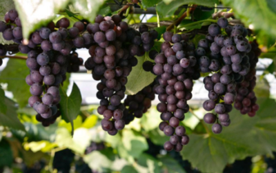 没有籽的葡萄可以吃吗