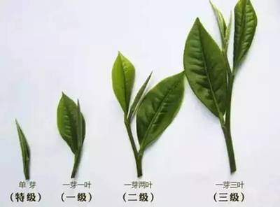 茶叶品级