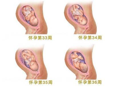 33周胎儿发育情况