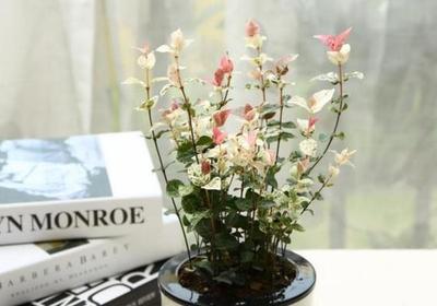 适合卧室的花