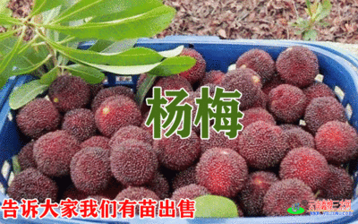 楊梅價格