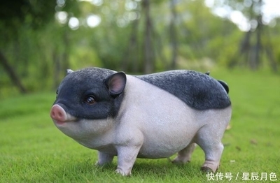 睡肖是什么生肖