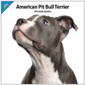 What is the fiercest dog in the world? How to distinguish purebred pit bulls?