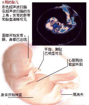 怀孕两个月孩子多大
