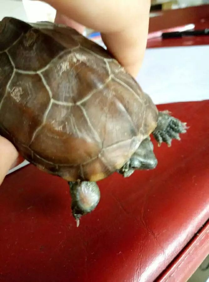 乌龟伤口怎么处理方法