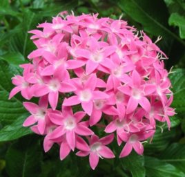 花朵的名字大全